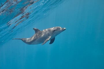 Naklejka premium Common bottlenose dolphin tursiops truncatus underwater