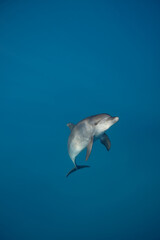 Common bottlenose dolphin tursiops truncatus underwater