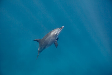 Common bottlenose dolphin tursiops truncatus underwater