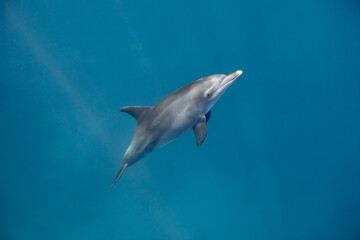 Common bottlenose dolphin tursiops truncatus underwater