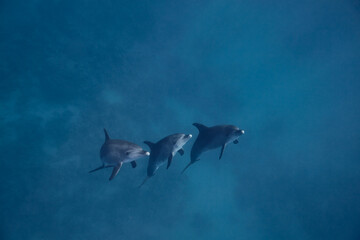 Common bottlenose dolphin tursiops truncatus underwater