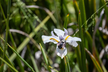 Bumblebee pollinating an iris