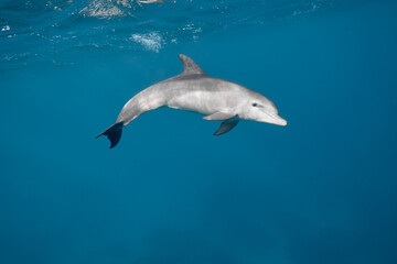 Fototapeta premium Common bottlenose dolphin tursiops truncatus underwater