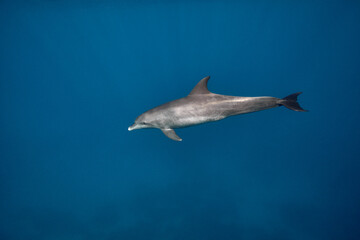 Common bottlenose dolphin tursiops truncatus underwater