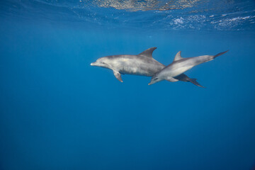 Common bottlenose dolphin tursiops truncatus underwater