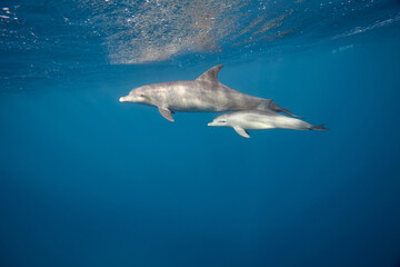 Naklejka premium Common bottlenose dolphin tursiops truncatus underwater