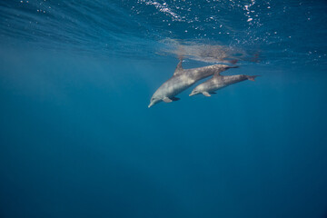 Obraz premium Common bottlenose dolphin tursiops truncatus underwater