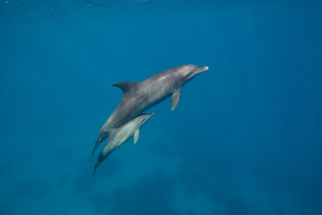 Fototapeta premium Common bottlenose dolphin tursiops truncatus underwater