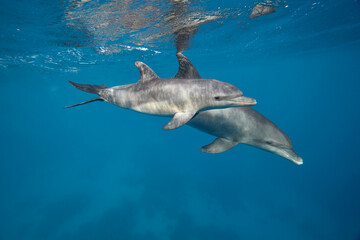 Naklejka premium Common bottlenose dolphin tursiops truncatus underwater
