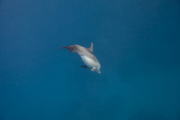 Common bottlenose dolphin tursiops truncatus underwater