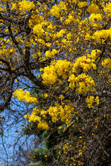 Yellow trumpet tree in blossom