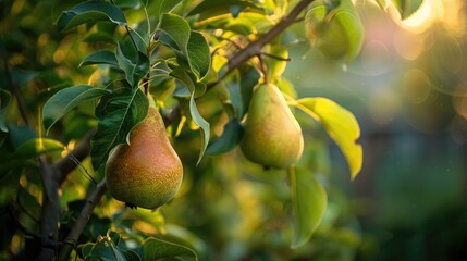 Pears growing on a small branch of a tree Growth of pears on a tree branch in a garden
