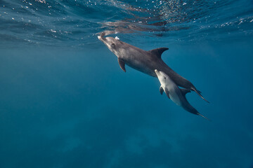 Fototapeta premium Common bottlenose dolphin tursiops truncatus underwater