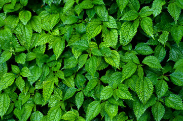 Flora found in Himalayas