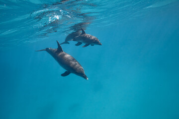 Common bottlenose dolphin tursiops truncatus underwater