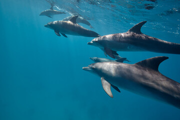 Naklejka premium Common bottlenose dolphin tursiops truncatus underwater