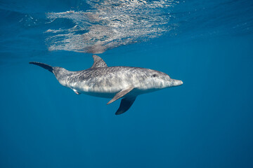 Fototapeta premium Common bottlenose dolphin tursiops truncatus underwater