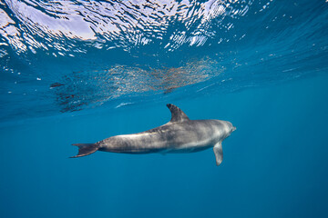 Common bottlenose dolphin tursiops truncatus underwater