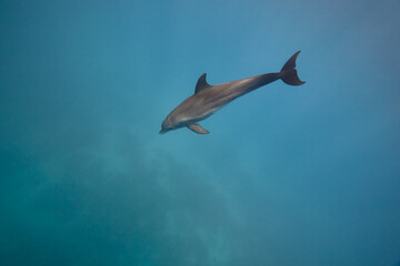 Common bottlenose dolphin tursiops truncatus underwater
