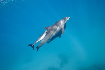Fototapeta premium Common bottlenose dolphin tursiops truncatus underwater