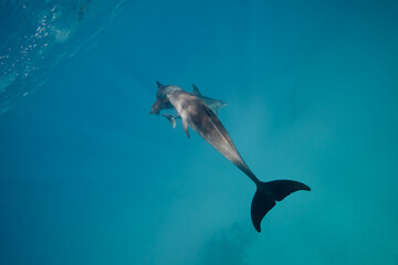 Common bottlenose dolphin tursiops truncatus underwater
