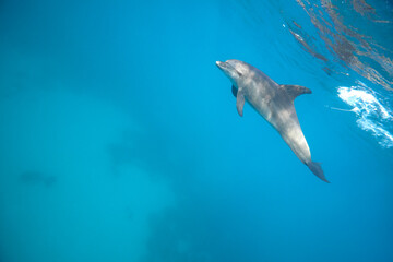 Common bottlenose dolphin tursiops truncatus underwater