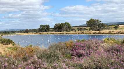 Flamingo’s paradise in Ludo, Algarve, Portugal 