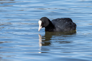 The Eurasian coot, Fulica atra swimming on the Kleinhesseloher Lake at Munich, Germany