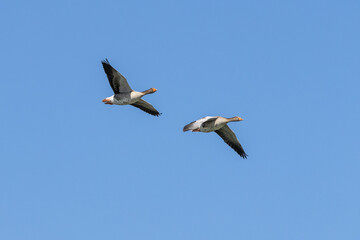 The flying greylag goose, Anser anser is a species of large goose