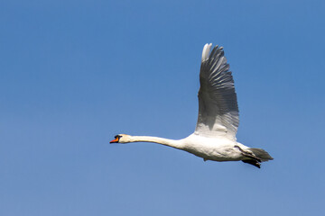 Mute swan, Cygnus olor flying over a lake in the English Garden in Munich, Germany