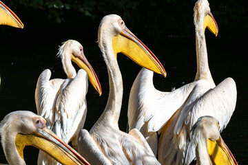 Great White Pelican, Pelecanus onocrotalus in a park