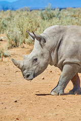 Obraz premium Rhino, walking and environment in natural habitat in African national park, wildlife and safari in outdoor nature . White rhinoceros, herbivore animal and targeted by poachers for indigenous horns.