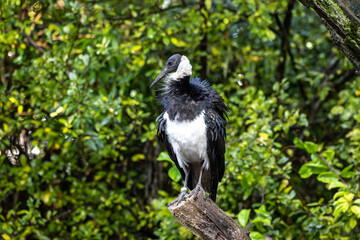 The Straw-necked Ibis, Threskiornis spinicollis is a bird of the ibis family