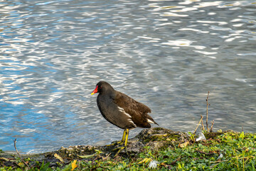 Common moorhen Gallinula chloropus also known as the waterhen or swamp chicken