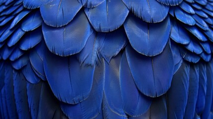  A tight shot of a blue bird's wingback area, brimming with feathers
