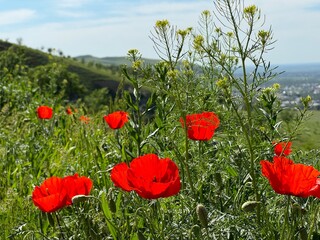 Obraz premium Red poppy flowers in a meadow against a background of blue sky and white clouds. Summer landscape with red poppies. Kyrgyzstan.