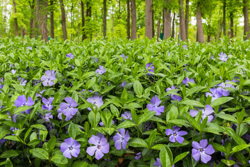 Vinca minor (lesser periwinkle or dwarf periwinkle) with blueviolet flowers and green leaves under trees or in a flowerbed in a park or garden