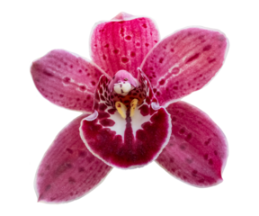 Beautiful red and white colored orchid blossom flower, close up, isolated image on transparent background, spring, summer