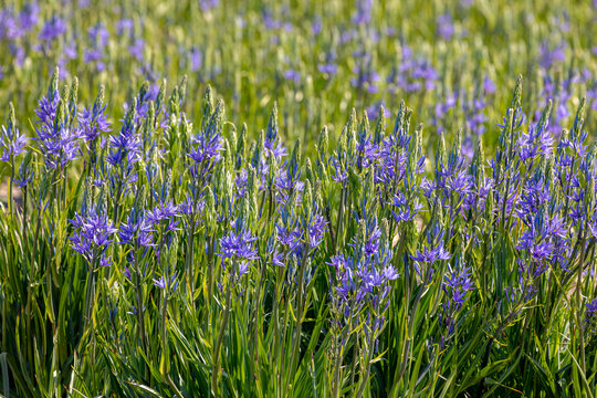 Selective focus of blue violet flowers Camassia leichtlinii in the garden, The great camas or large camas is a species of flowering plant in the family Asparagaceae, Nature floral background.