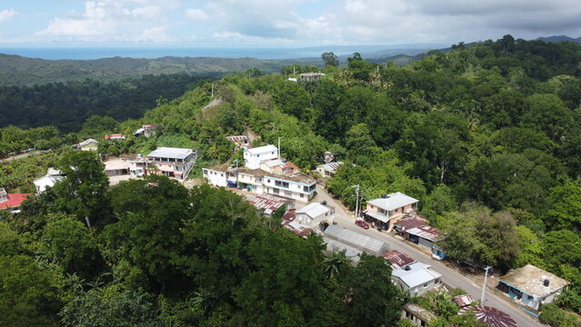 BEJUCO BLANCO 3