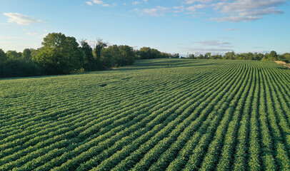 Kentucky Farmland Aerial View of Soybean Crop