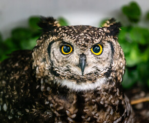 Eurasian Eagle Owl