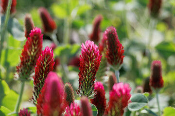 Red flowering incarnate clover in a field near Prittriching in Bavaria as bee pasture