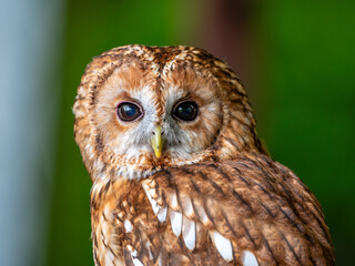 Tawny Owl