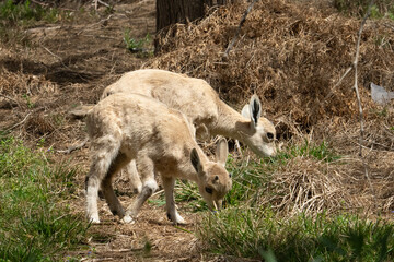 Twin Baby Ibexes Grazing in the Sunlight