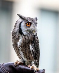 White Faced Scops Owl