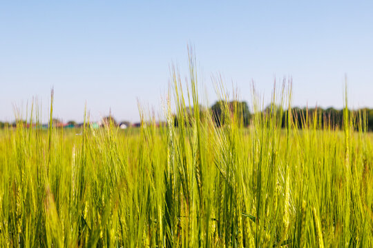 Field with unripe green grain stalks and blurred background