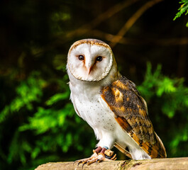 Barn Owl
