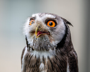 White Faced Scops Owl
