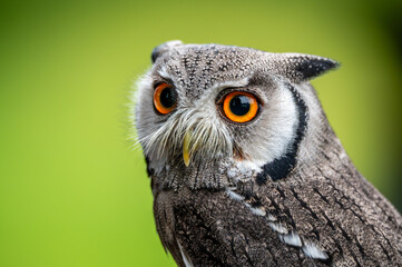 White Faced Scops Owl